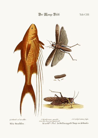 The Mango-Fish. The Great Brown Locust, 1749-73 by George Edwards